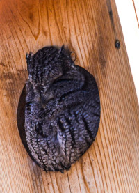 Los Poblanos Open Space